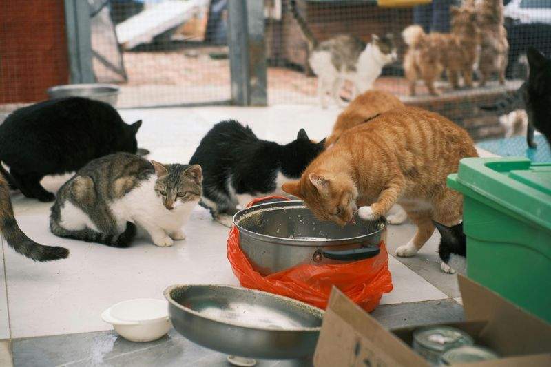 Die besten Futtermittel für Katzen jeden Alters