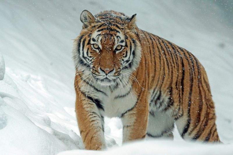 Spielzeug für aktive Tiere